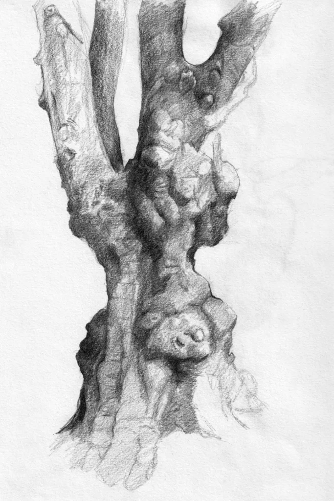 Pencil drawing of distorted tree trunk and limbs
