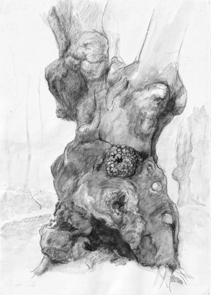 Beech tree in Epping Forest.
Black watercolour pencil on A3 drawing paper.